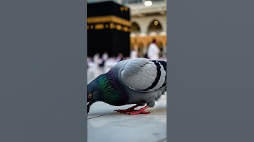 #سورة_الإخلاص #ikhlas ,🥰😍