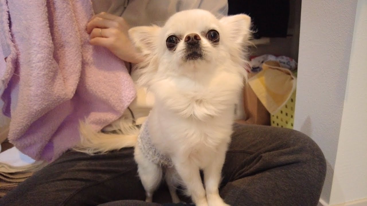 洗濯物畳みづらい…家事をする間は必ず膝の上に乗ってくる箱入り娘チワワ