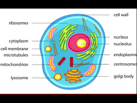 Video: A është një membranë qelizore prokariote apo eukariote?