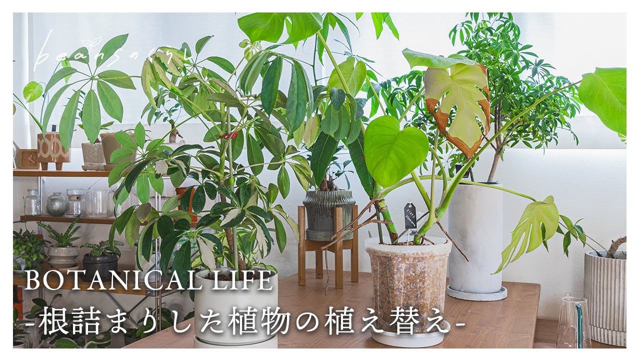 根詰まりしたモンステラとシェフレラの植え替え