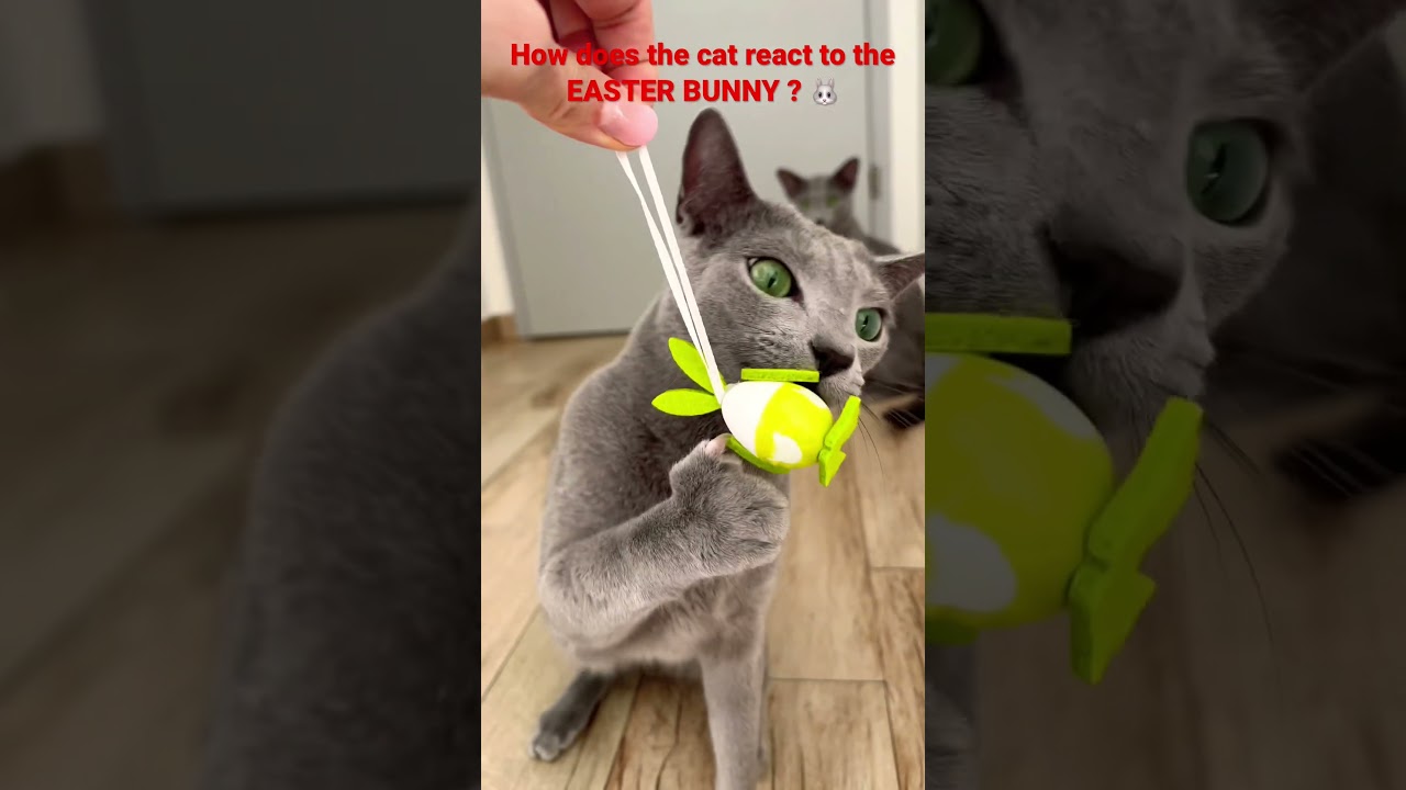 How does the cat react to the EASTER BUNNY?  🐰