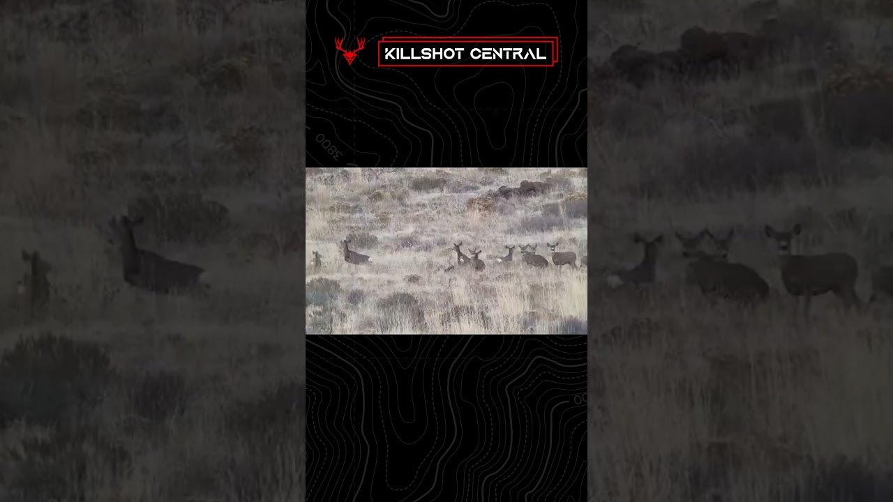 Big Nevada buck down || Mule Deer Hunting Video Killshot 