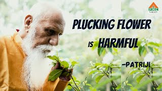 Plucking Flower is Harmful | Patriji | Pearls of wisdom | PVI | PMC VALLEY