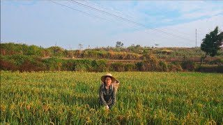 primitive rice harvest and husking | traditional China farming | countryside cooking