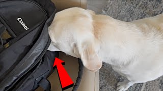 Labrador Reacts To The Camera Bag.. by Life with Labrador Lucy 13,225 views 1 year ago 3 minutes, 9 seconds