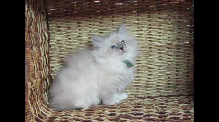 Video 11647481: siberian cattery