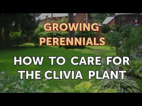 Video: Clivia: Perawatan Di Rumah, Varietas: Cinnabar, Miniata, Beraneka Ragam. Bagaimana Cara Membuat Clivia Mekar?