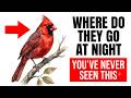 Where Your Birds Actually Go Every Night (It's Stranger Than You Think)