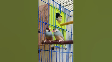 java family parents and chick