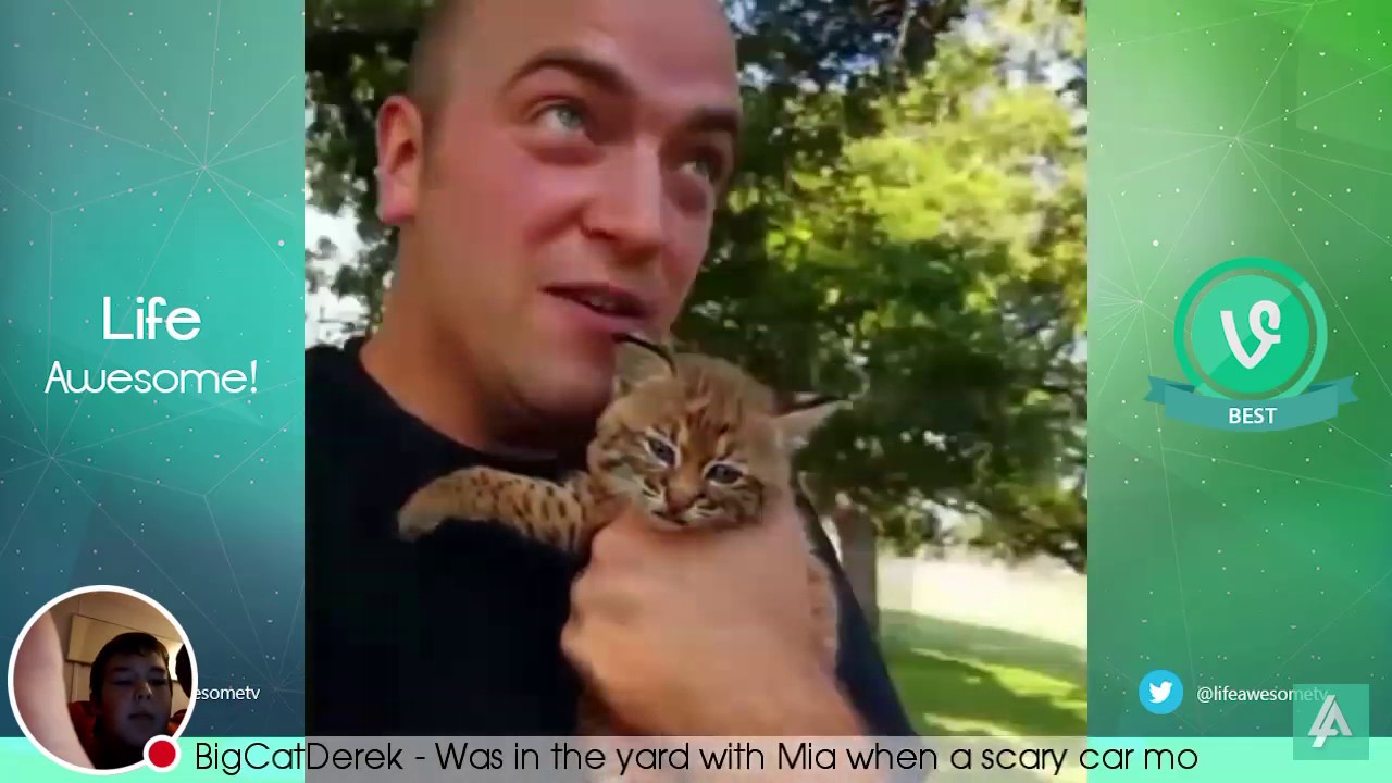 Funny cat videos 