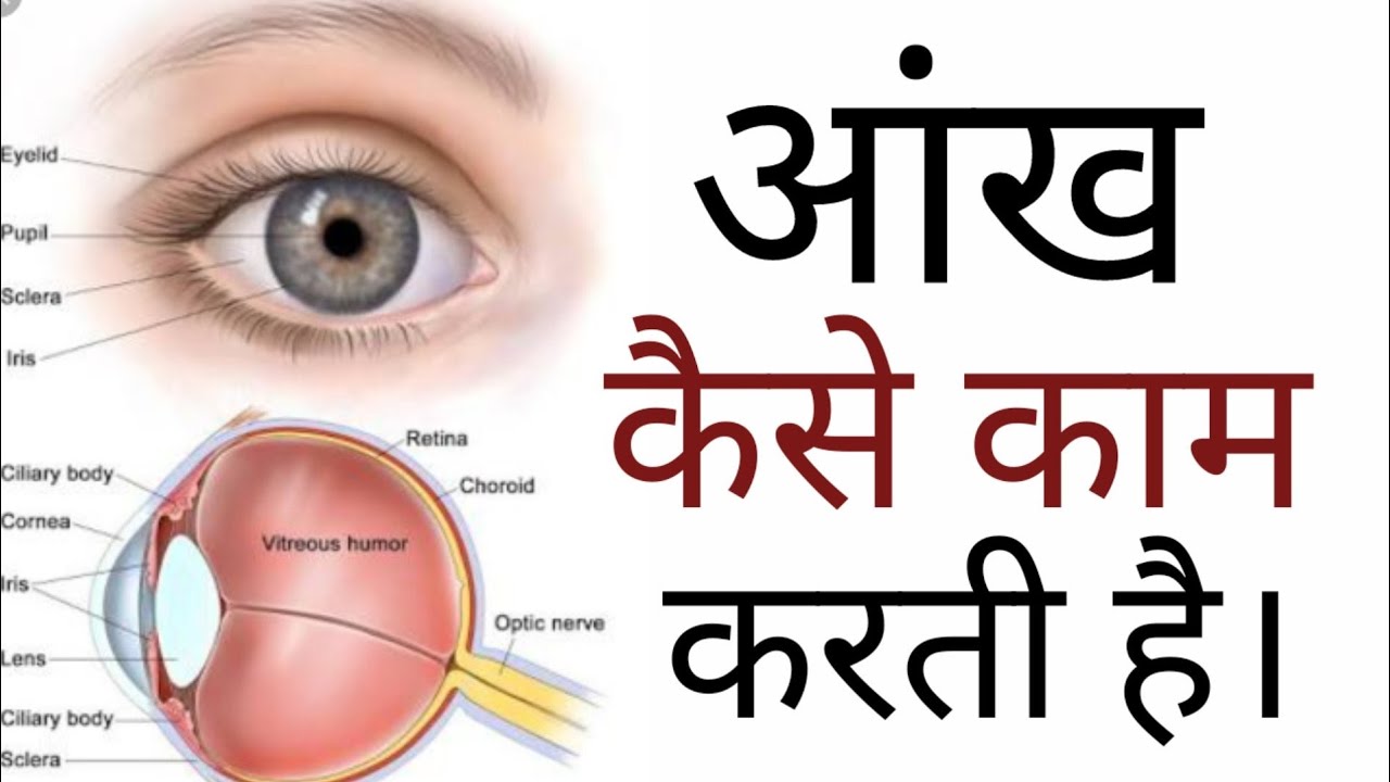 OPTICAL INSTRUMENTS How does Human Eye Works? Ray Optics Physics in