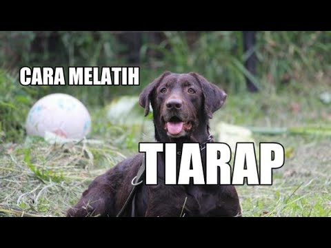 Video: Cara Menempatkan Anjing Dalam Kompetisi