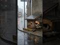 From Wet Cardboard to Warm Shelter 🐾 Building a Safe Cat House in the Rain