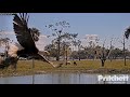 Swfl eagles 21924 e23 teaches mom a lesson carry practice wing flapping nest work closeups