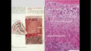 15. Endocrine System