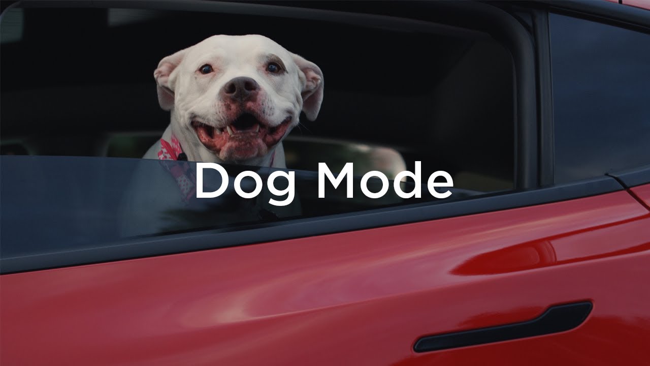 Тесла режим для собак. Режим собаки в Tesla. Тесла и режим животные. Tesla Introducing Dog Mode.