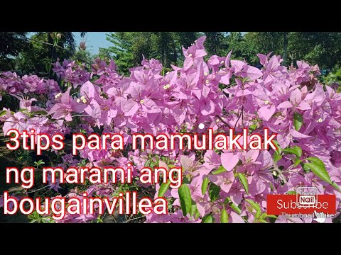 Video: Paano Magparami Ng Mga Bulaklak