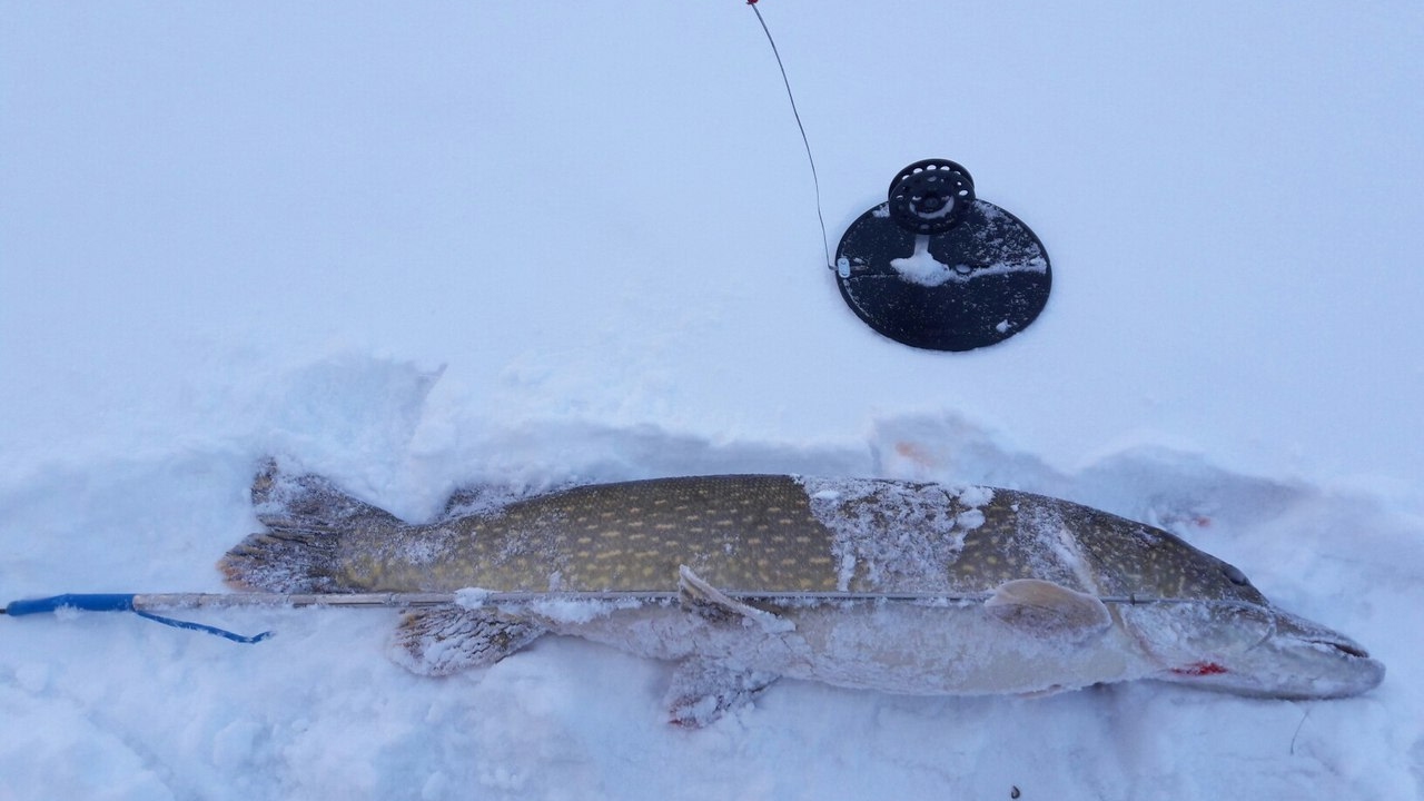 рыбалка в вологде. грибалка в ленинградской области. вологодские рыболовы. рыболовство в вологодской области. рыбалка вологодская.