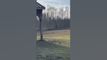 Thumbnail of Miniature Horse Runs as Fast as He Can Towards Owner Once He Whistles and Splashes Some Hay