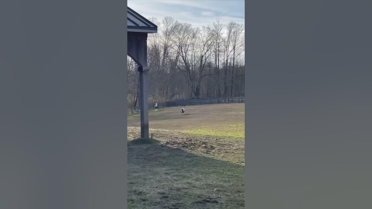 Miniature Horse Runs as Fast as He Can Towards Owner Once He Whistles and Splashes Some Hay