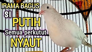 SUARA PERKUTUT PUTIH GACOR irama bagus, untuk pancingan semua jenis perkutut