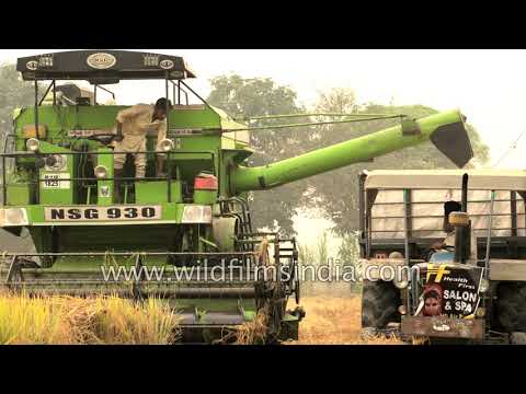 Massive harvesting machines of Punjab: Combine harvester at
