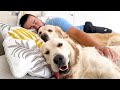 Sweet Golden Retrievers Love Cuddles with Dad