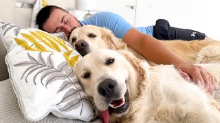 Sweet Golden Retrievers Love Cuddles with Dad by Funny Dog Bailey 144,867 views 4 months ago 1 minute, 7 seconds