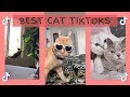 Best Cat TikTok Compilation Video • Funny and cute cats