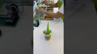 Ilao Ilao 💗 Yogurt