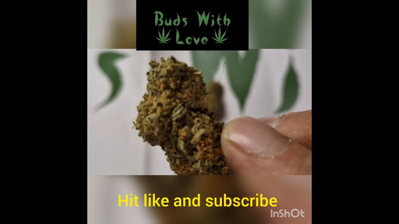 Sweettooth bud review