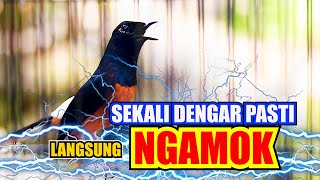 PAGI..!! MURAI BATU GACOR FULL MATERI🔥SEKALI DENGAR MURAI BATU APAPUN CEPAT EMOSI LANGSUNG NGAMUK