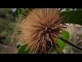 Visita Jardín Botánico de la Fundación Miguel Lillo