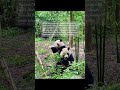 Chengdu: Pandas, Buddha & Mountain Magic#china #travel #trip #tour #guide #fyp #journey #tourism