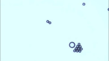 Micro-swimmer evolution