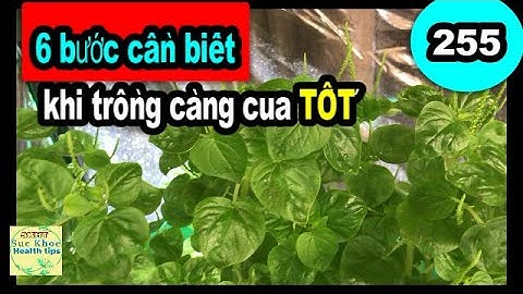 6 điều CẦN BIẾT trồng càng cua DỄ THÀNH CÔNG,#255 grow care organic peperomia pellucida plant