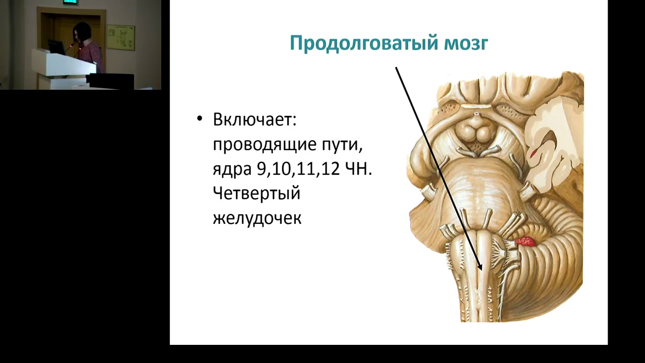 Нарушения продолговатого мозга. Продолговатый мозг топография. Поражение продолговатого мозга. Топография продолговатого мозга человека. Торографич продоговптого мощга.