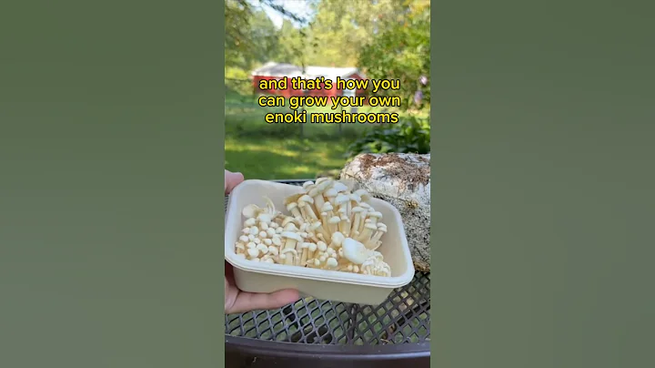 How to Clone Enoki Mushrooms from the Grocery Store #shorts #shortsvideo #growyourown #mushrooms