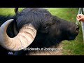La increíble recuperación del bisonte americano en Denver  de la extinción a la esperanza
