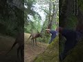 Elk saved from tree swing by police