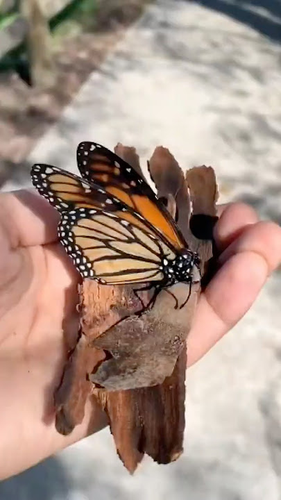 She Gave A Butterfly A New Wing