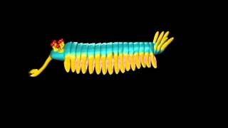 Opabinia