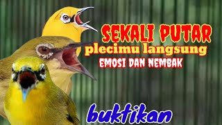 Pleci Dakbal nembak kenari panjang wit wit cerr tanpa glondang