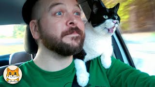 видео: Смешные реакции кошек, которые вы должны увидеть! 😂 Уморительные коты 2025 года картинка: Смешные реакции кошек, которые вы должны увидеть! 😂 Уморительные коты 2025 года