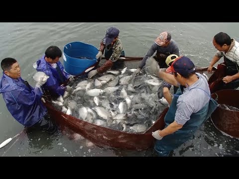 Видео: Под руководством Китая растут рыбные фермы