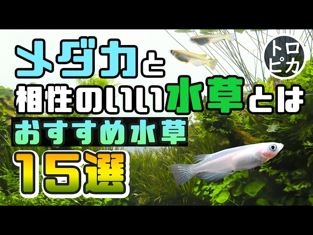 FRP1000L　水槽　水瓶　メダカ　金魚　鯉 畑 FRP1000L 水槽 水瓶 メダカ 金魚 鯉 畑