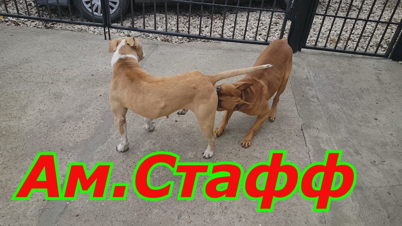 Вязка Амстаффа собачья любовь ??? - YouTube
