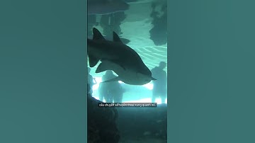 Cá mập Megalodon – Quái vật biển cổ đại có còn tồn tại?