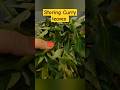 How to Store Curry Leaves in Refrigerator for long time - Please Subscribe kar lijiye #foodrecipe