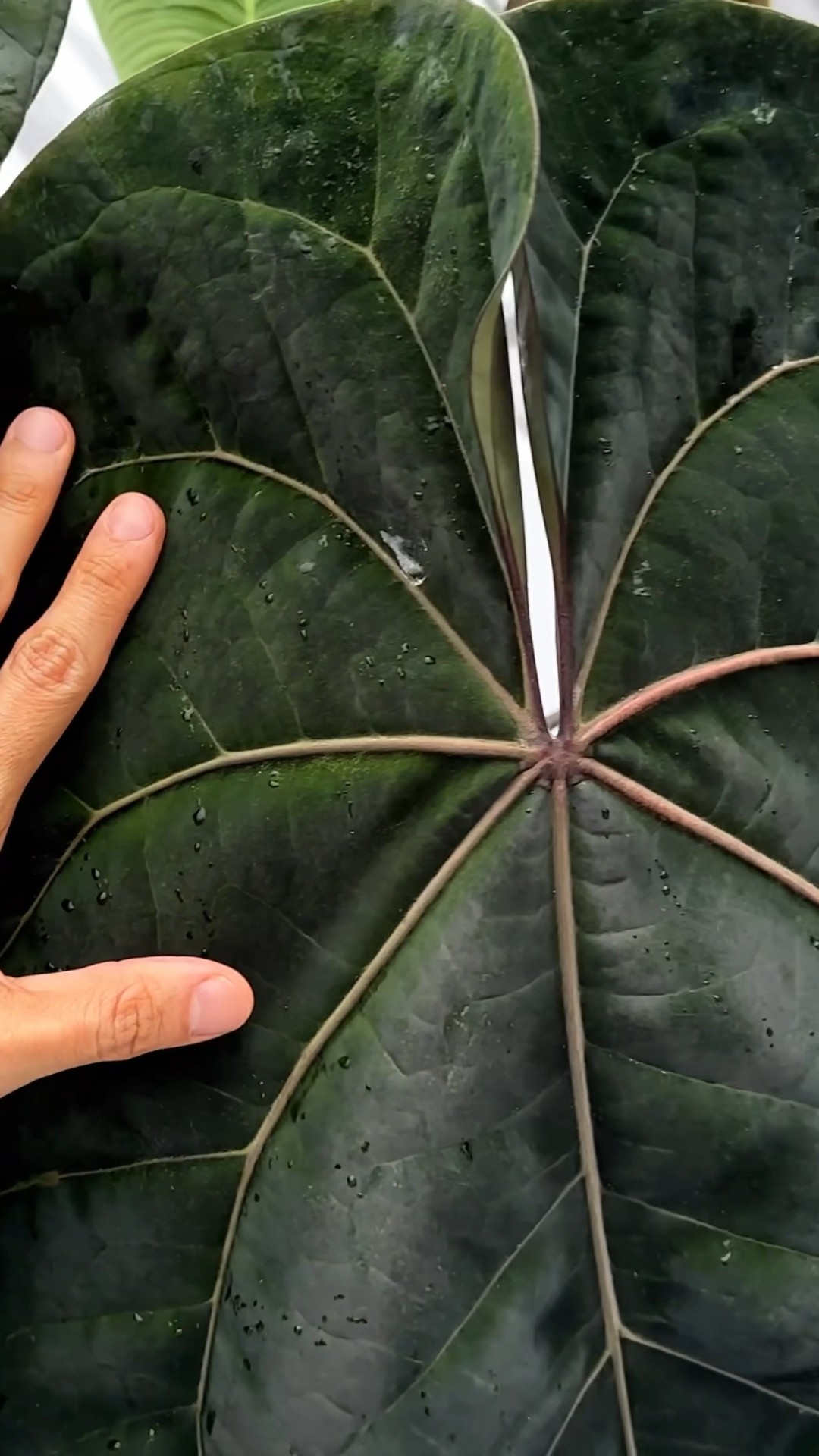 Anthurium 'Ace of Spades' - Plant profile - YouTube